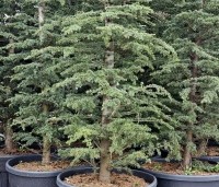Cedrus libani - Libanonceder - 4