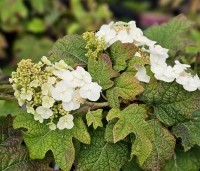 Hydrangea Quercifolia 'Ruby Slippers' - Roze bloeiende eikenblad hortensia - bloeit eerst wit