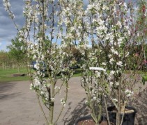 Malus baccata 'Street Parade'