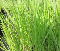 Panicum virgatum Rehbraun
