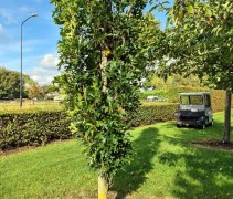 Quercus palustris 'Green Pillar'