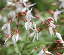 De Gaura Lindheimeri 'Whirling Butterflies' is sierlijk en elegant