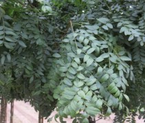 Gleditsia triacanthos Elegantissima oktoberblad