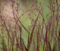 Panicum virgatum Shenandoah