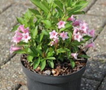Weigela 'Pink Poppet'