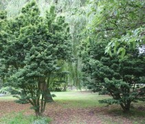 Acer palmatum 'Shishigashira'