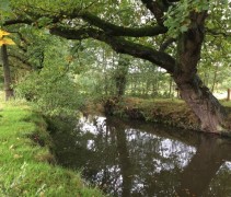 Quercus robur