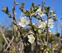 Prunus cerasus 'Rheineische Schattenmorelle' - Prunus cerasus 'Rheineische Schattenmorelle' - 1