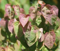 Katsuraboom zomer kleuren