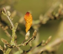 Magnolia stellata november