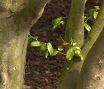 Parrotia persica 'Vanessa' stam