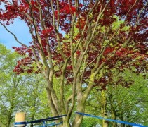 Acer palmatum 'Atropurpureum'