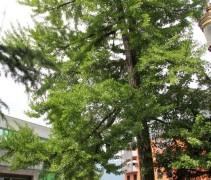 De Japanse Notenboom is de enige boom die in Hiroshima de aanval met de atoombom heeft overleefd