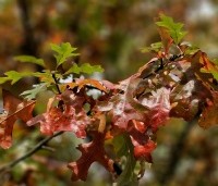 Quercus palustris - Moeraseik - 5