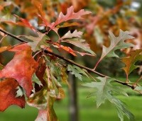 Quercus palustris - Moeraseik - 4
