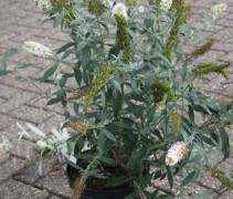 Buddleja
