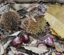 Castanea Sativa