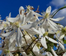 Clematis Armandii