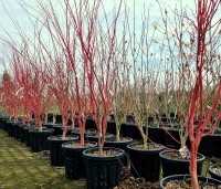 Acer palmatum 'Sangokaku' - Japanse Esdoorn 'Sangokaku' - wintervoorraad THB