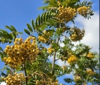Sorbus 'Joseph Rock' - Lijsterbes 'Joseph Rock' - 3