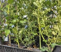 Ilex aquifolium - Scherpe Hulst - potgekweekt in P9