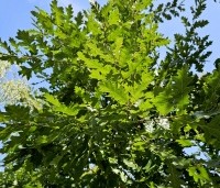 Quercus cerris - Moseik - 2