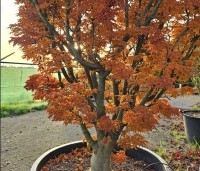 Acer palmatum 'Shishigashira' - Japanse Esdoorn 'Shishigashira' - 4