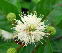 Cephalanthus occidentalis