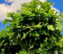 Quercus palustris 'Green Dwarf'