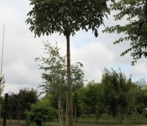Aesculus pavia 'Rosea Nana'