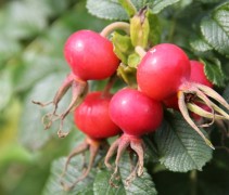 Rosa rugosa vrucht
