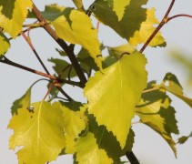 'Schneverdinger Goldbirke'