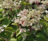 Hydrangea paniculata 'Wim's Red' - Pluimhortensia 'Wim's Red' - 5