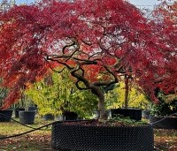 Acer palmatum 'Garnet' - Japanse esdoorn 'Garnet' - 1