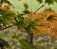 Acer platanoides - Noorse Esdoorn - 4