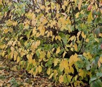 Prunus padus - Europese vogelkers - 1