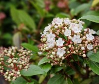 Viburnum tinus 'Eve Price' - Sneeuwbal 'Eve Price' - 3