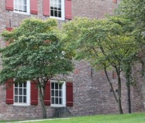 Amelanchier Lamarckii toepassing