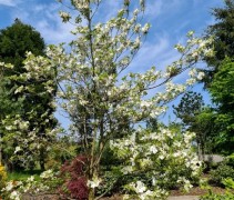 Cornus Florida