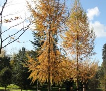 Larix