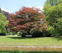 Acer palmatum ‘Atropurpureum’