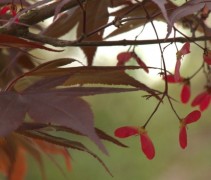 Acer palmatum 'Bloodgood' vruchtvleugels