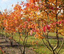 Parrotia bella multistam op kwekerij Apeldoorn