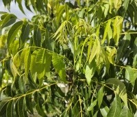 Carya illinoinensis 'Choctaw' - Pecan boom - 3