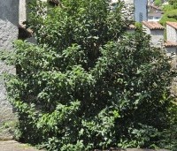 Prunus lusitanica 'Angustifolia' - Portugese laurier - 4