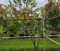 Gleditsia triacanthos 'Rubylace' - Valse Christusdoorn 'Rubylace' - 3