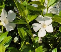 Vinca minor 'Alba' - Kleine maagdenpalm wit - 2