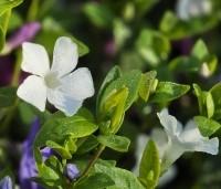 Vinca minor 'Alba' - Kleine maagdenpalm wit - 1