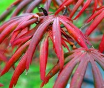 Acer palmatum trompenburg verkleuring najaar