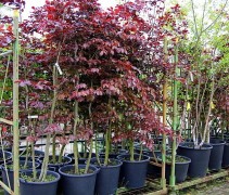 Fagus sylvatica 'Atropunicea'